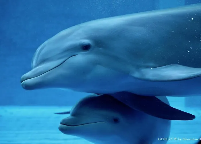 Stanza D'artista * Genova